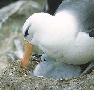 Black-browed Albatross (Thalassarche melanophris) photo image