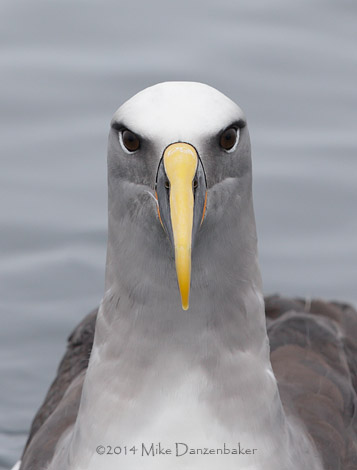 Buller's Albatross (Thalassarche bulleri) photo image