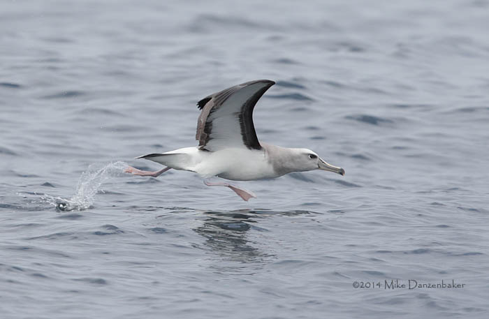 Buller's Albatross (Thalassarche bulleri) photo image