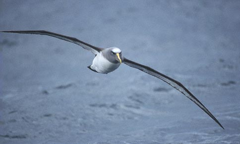 Buller's Albatross (Thalassarche bulleri platei) photo