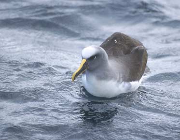 Buller's Albatross (Thalassarche bulleri platei) photo