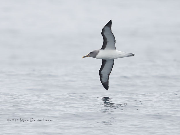 Buller's Albatross (Thalassarche bulleri) photo image