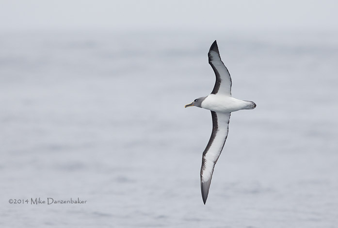 Buller's Albatross (Thalassarche bulleri) photo image