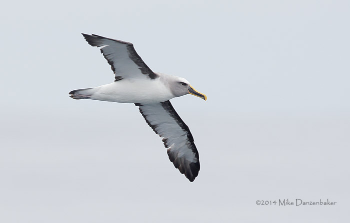 Buller's Albatross (Thalassarche bulleri) photo image