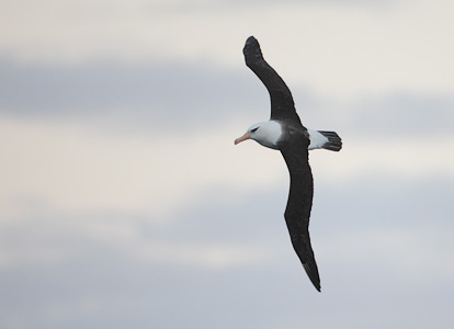 Campbell Albatross (Thalassarche impavida) photo image
