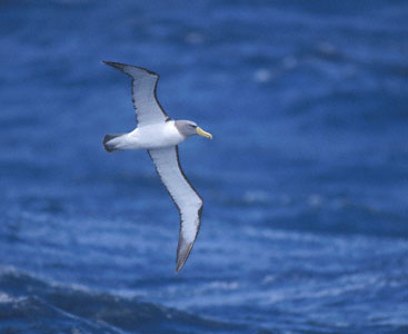 Chatham Albatross (Thalassarche eremita) photo image