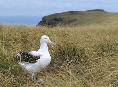 Gibson's Wandering Albatross (Diomedea antipodensis) photo image