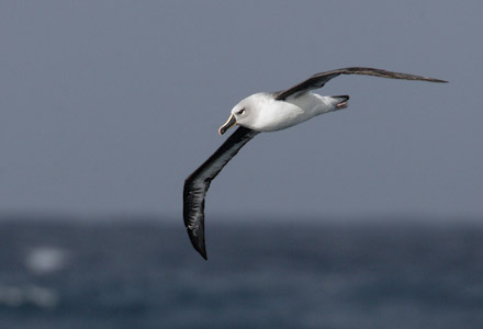Grey-headed Albatross (Thalassarche chrysostoma) photo image