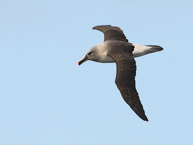 Grey-headed Albatross (Thalassarche chrysostoma) photo image