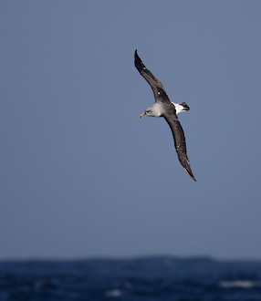 Grey-headed Albatross (Thalassarche chrysostoma) photo image