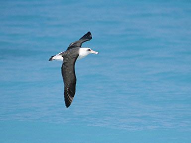 Laysan Albatross (Phoebastria immutabilis) photo