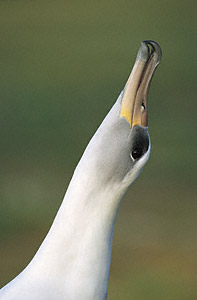 Laysan Albatross (Phoebastria immutabilis) photo image