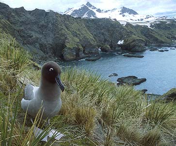 Light-mantled Albatross (Phoebetria palpebrata) photo