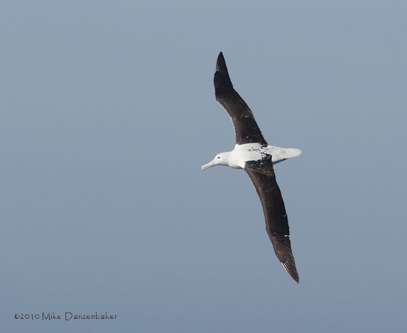 Northern Royal Albatross (Diomedea sanfordi) photo image