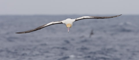 Short-tailed Albatross (Phoebastria albatrus) photo image