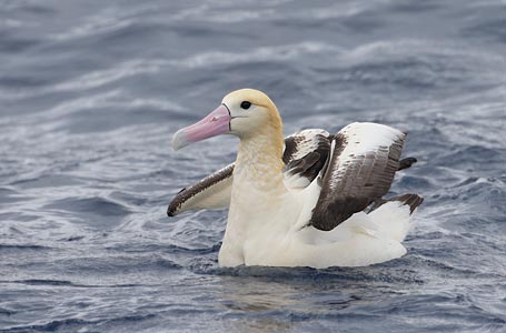 Short-tailed Albatross (Phoebastria albatrus) photo image