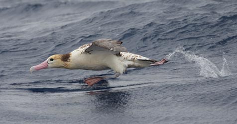 Short-tailed Albatross (Phoebastria albatrus) photo image
