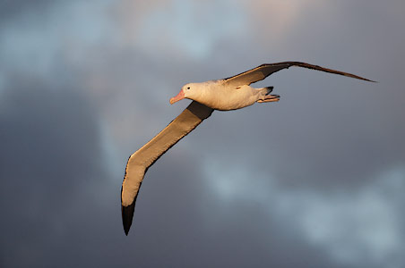 Tristan Albatross (Diomedea dabbenena) photo