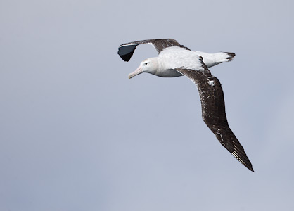 Tristan Albatross (Diomedea dabbenena) photo