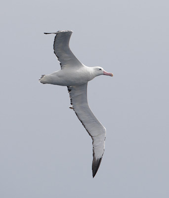 Wandering Albatross (Diomedea exulans) photo