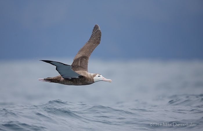 Wandering Albatross (Diomedea exulans) photo image