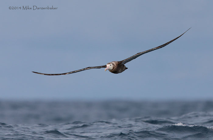 Wandering Albatross (Diomedea exulans) photo image