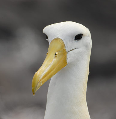 Waved Albatross (Phoebastria irrorata) photo