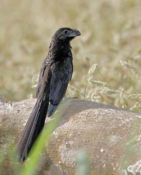 Groove-billed Ani (Crotophaga sulcirostris) photo image