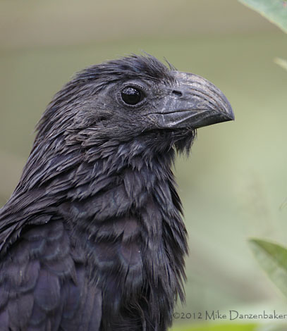 Groove-billed Ani (Crotophaga sulcirostris) photo