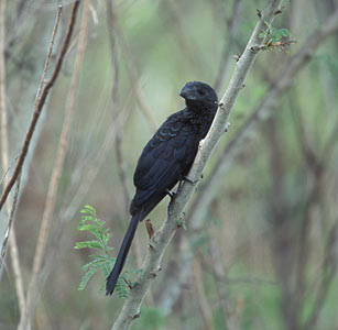 Smooth-billed Ani (Crotophaga ani) photo image
