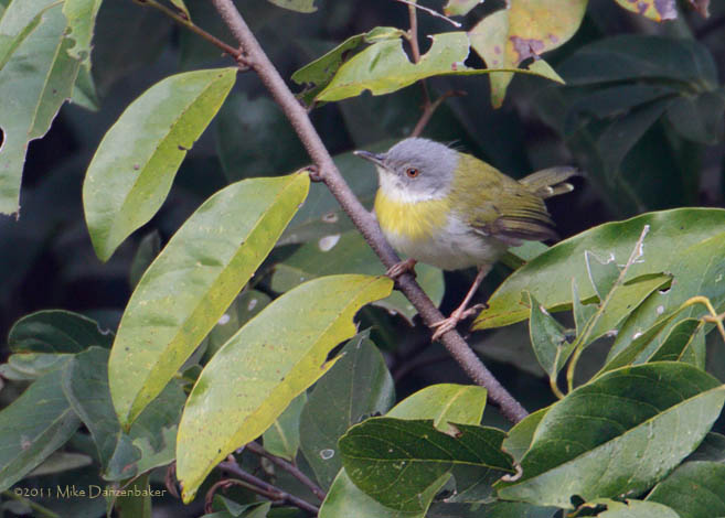 Yellow-breasted Apalis (Apalis flavida) photo image