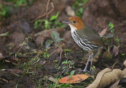 Chestnut-crowned Antpitta (Grallaria ruficapilla) photo image
