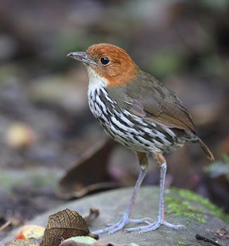 Chestnut-crowned Antpitta (Grallaria ruficapilla) photo image