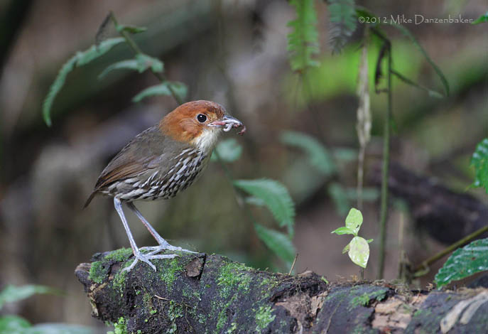 Chestnut-crowned Antpitta (Grallaria ruficapilla) photo image