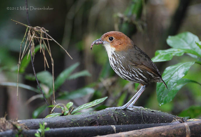 Chestnut-crowned Antpitta (Grallaria ruficapilla) photo image