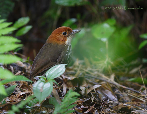 Chestnut-crowned Antpitta (Grallaria ruficapilla) photo image