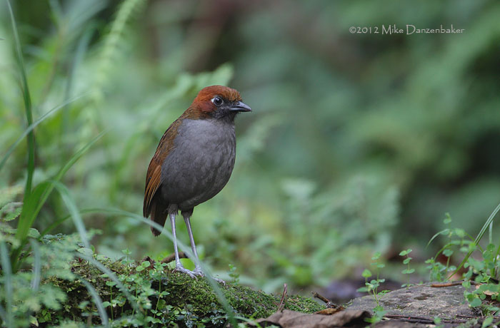 Chestnut-naped Antpitta (Grallaria nuchalis) photo image