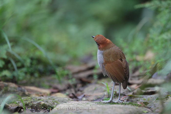 Chestnut-naped Antpitta (Grallaria nuchalis) photo image