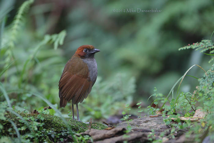 Chestnut-naped Antpitta (Grallaria nuchalis) photo image