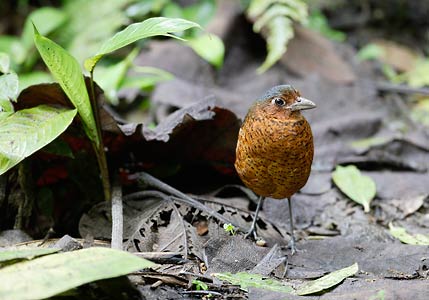 Giant Antpitta (Grallaria gigantea) photo image