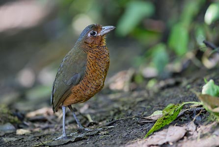 Giant Antpitta (Grallaria gigantea) photo image