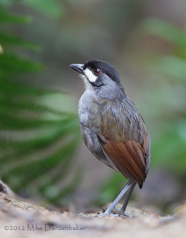 Jocotoco Antpitta (Grallaria ridgelyi) photo