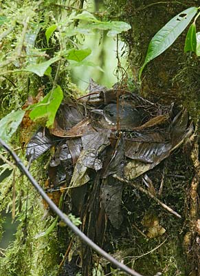 Moustached Antpitta (Grallaria alleni) photo image