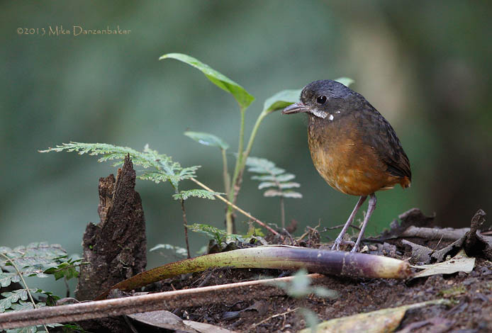 Moustached Antpitta (Grallaria alleni) photo image