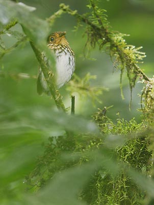 Ochre-breasted Antpitta (Grallaricula flavirostris) photo image