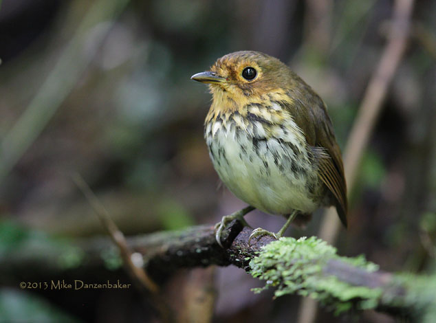 Ochre-breasted Antpitta (Grallaricula flavirostris) photo