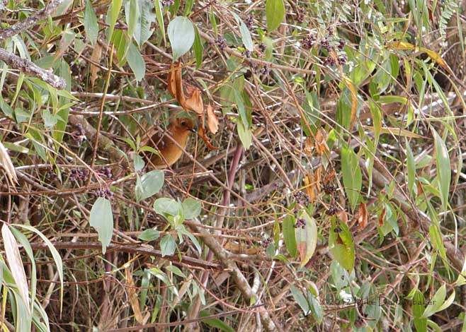 Rufous Antpitta (Grallaria rufula) photo image