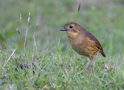 Tawny Antpitta (Grallaria quitensis) photo image
