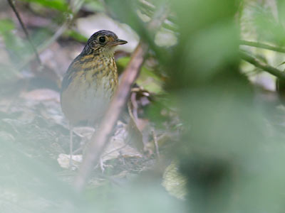 Thicket Antpitta (Hylopezus dives) photo image