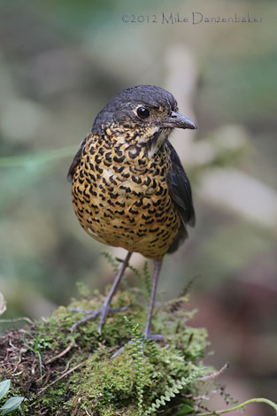 Undulated Antpitta (Grallaria squamigera) photo